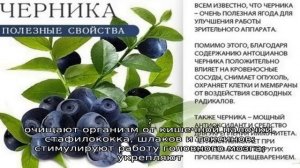 Необычный орех чуфа (земляной миндаль) — полезные свойства