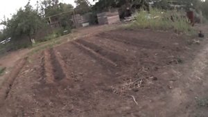 Урожай помидор и моркови в августе//Розы в черных пятнах//Огородница БЕЗ Опыта