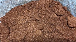 Камелия, как выращивать? Грунт, пересадка. 19.01.24