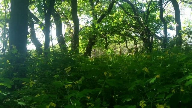 Один весенний счастливый день. Собираем травы, слушаем пение птиц. смотреть онлайн
