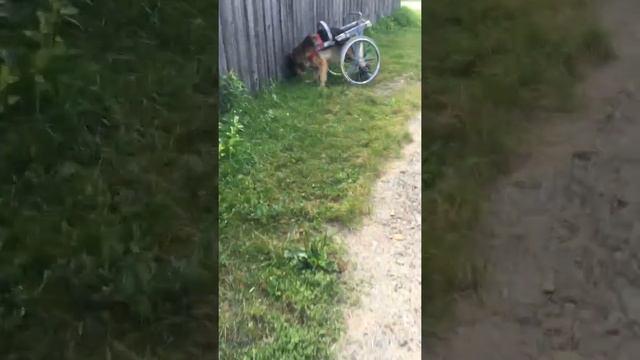 Инвалидная коляска для немецкой овчарки смотреть онлайн