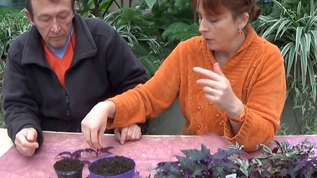 Chaine De Jardin: Gynura Aurantiaca: Comment Arroser Et Bouturer: Plante Verte
