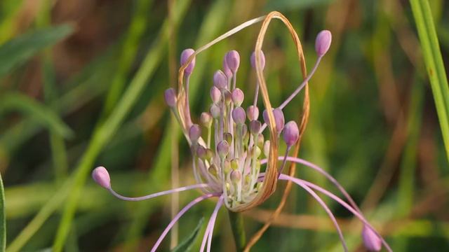 Allium Carinatum  -  Aglio delle Streghe смотреть онлайн