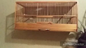 Ручные птички и славка черноголовка