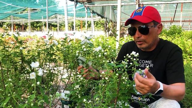 Продолжаем знакомить Вас с нашим садовый центром. Ароматный чубушник. смотреть онлайн