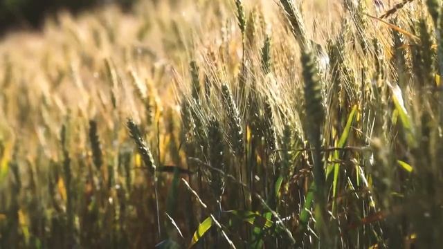 САД  ОБИД.   3.08.2021. смотреть онлайн