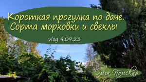 Урожай и сорта моркови и свеклы. Безвременник | Vlog Дача как есть, хроника 9.09.2023