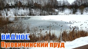 Видное река Купелинка и Пуговичинский пруд Февраль 2023
