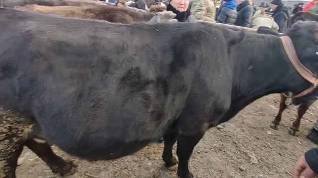 29.01.2023 год сокулукский мал базар #малбазар #популярноенаютубе #сокулук