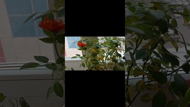 а,если у розы желтеют листья!?то... сделай так?☘ смотреть онлайн