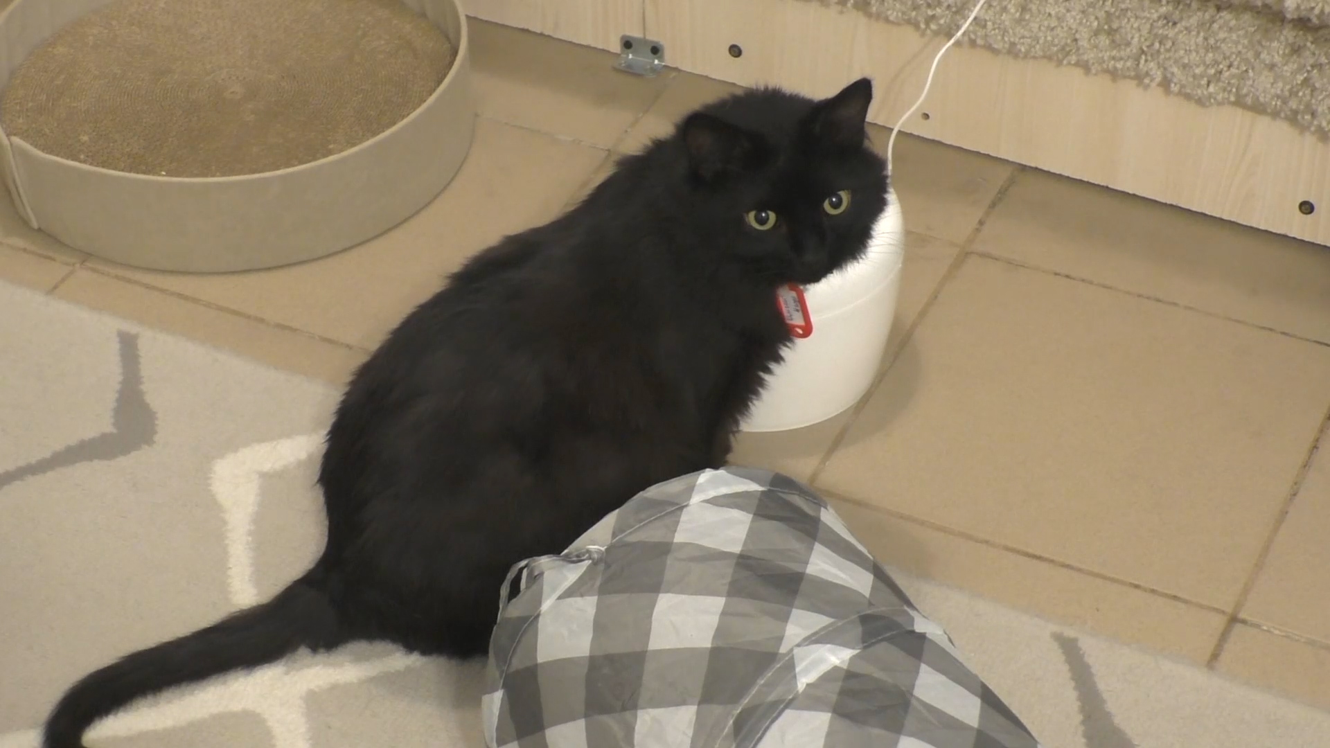 Котокафе "Котовский" (Пермь)