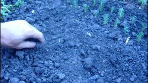 Какой цвет иголок у саженцев голубой ели? Чем отличается ель колючая от ели обыкновенной