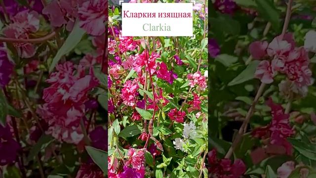 Кларкия изящная (Clarkia unguiculata).?