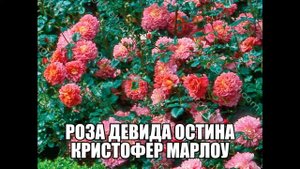 Роза Девида Остина Кристофер Марлоу