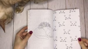 Обзор раскраски от АСТ «Жизнь котиков в большом городе» (автор Кристофер Шоу)