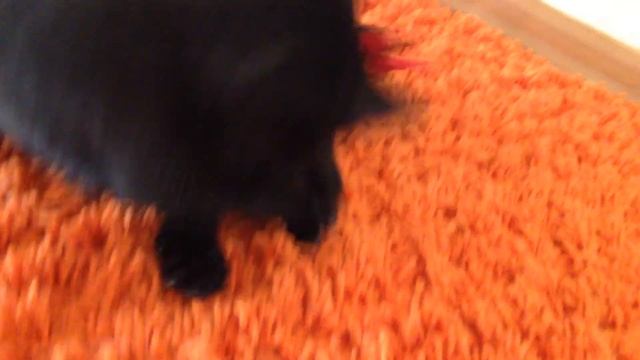 Черные коты необыкновенные