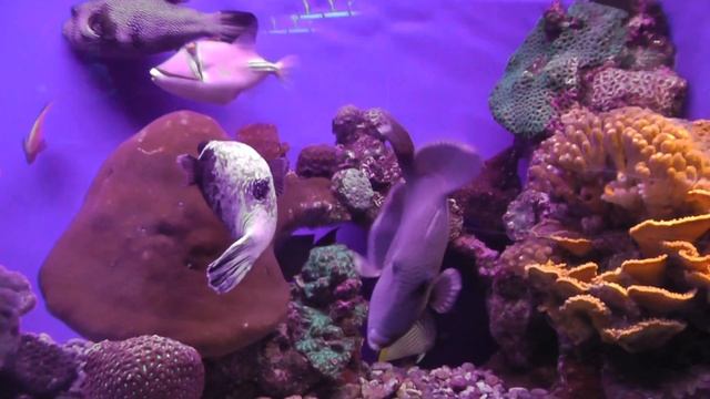 Рыбы кораллового рифа 2 смотреть онлайн