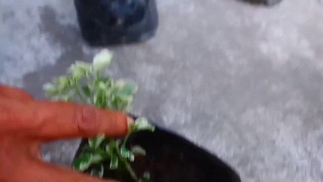 Garden Plants ShoppingGarden Haul Assamese GardeningTillandsia PolysciusFicus shopping 