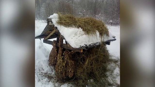 "Жизнь столицы". В Чувашии увеличилась численность косули сибирской. смотреть онлайн