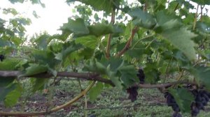 Сорт винограда, который никогда нас не подводил, ТУЗ БОРДО