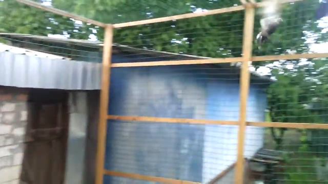 Голуби Кочубеевское, Ставропольский край (вольер) смотреть онлайн