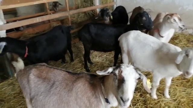 Дойные козы в нашем хозяйстве. Процентные англо-нубийские козы