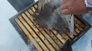 Зимовка пчёл в улье Дадан 12.