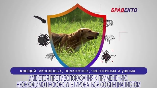 Бравекто / Bravecto против блох и клещей смотреть онлайн