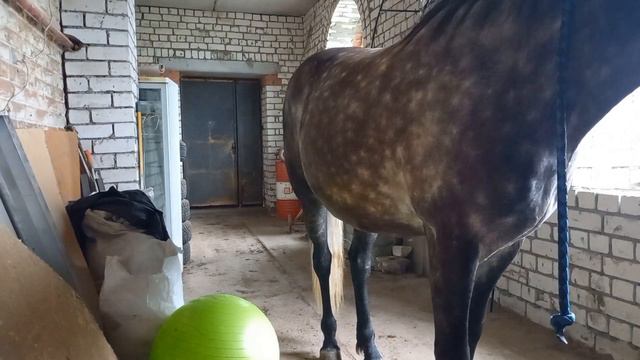 Чем мы занимаемся с конем, когда идут дожди? Непогода - не повод сидеть дома) смотреть онлайн