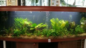 Аквариум 700 литров с эхинодорусами , ежемесячное обслуживание.