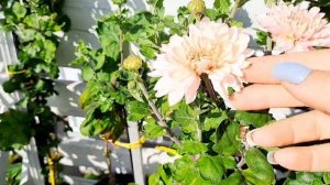 КОРЕЙСКАЯ ХРИЗАНТЕМА НЕОБЫЧНОЙ КРАСОТЫ. РАННИЕ СОРТА.