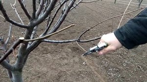 Как правильно обрезать деревья алычи ! / how to prune plum trees