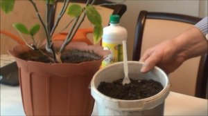ЛИМОН на подоконнике. Весенняя ПОДКОРМКА, ПЕРЕГНОЙ для ЦИТРУСОВЫХ своими руками!