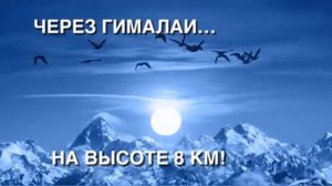 Факты  Миграции птиц