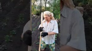 Окучиватель картофеля из штыковой лопаты.