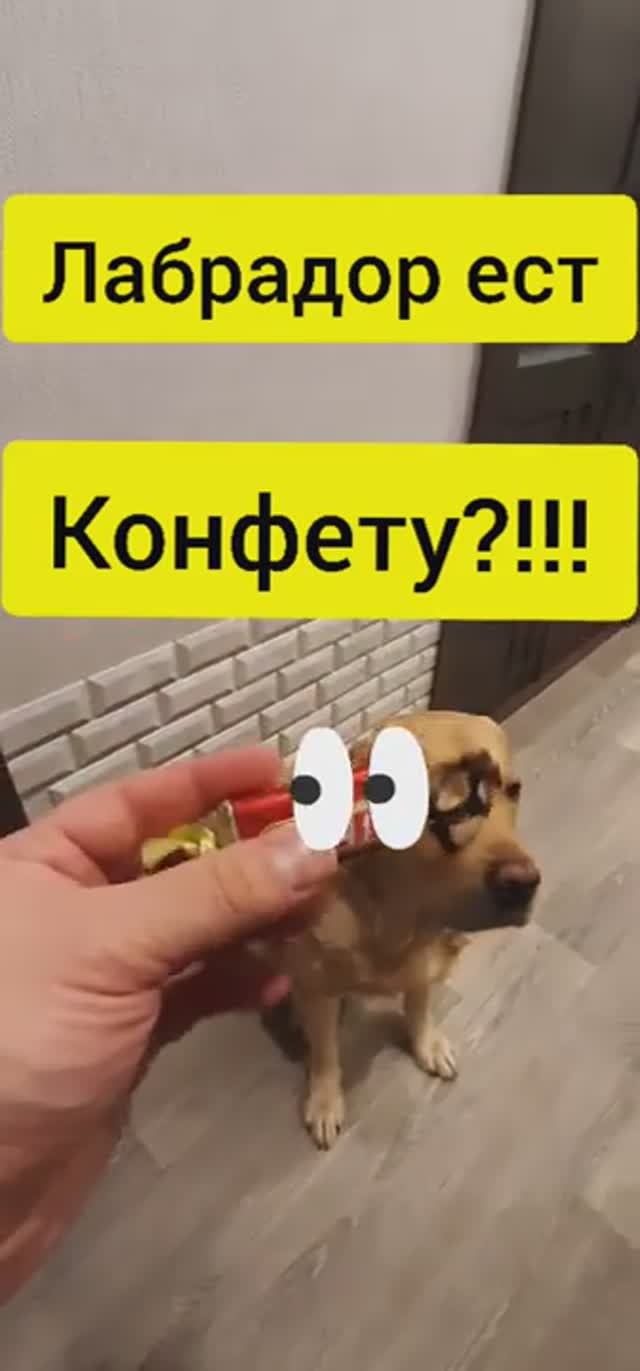 Чем кормить лабрадора. Собака лабрадор ретривер Тафгай ест конфету яблоко хлеб корма колбасу кость смотреть онлайн