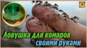 Кто бы мог подумать, что из пластиковых бутылок можно сделать простейшую ловушку от комаров