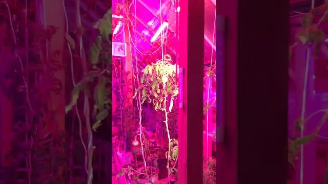 IMG 6290 смотреть онлайн