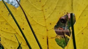 Fried Stuffed CHICKEN🍗 Buscraft Style ASMR Cooking  (4K, Relaxing Sounds)