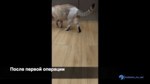 Разрыв Пкс ,вывих коленных чашечек у кошки