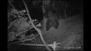 Нейромонах Феофан Пляски с медведем неофициальный клип