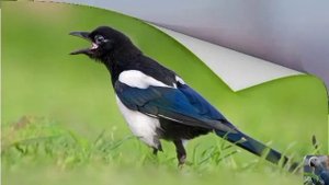 Голоса птиц: сорока