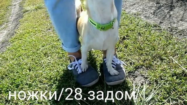 Chihuahua Tima~22 months ~dog tricks.Собака чихуахуа выполняет команды.Дрессировка собаки.Трюки. смотреть онлайн