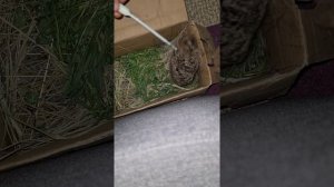 Кормление зайчат молоком из пипетки. Голодные зайчата.
