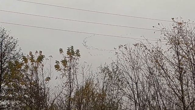 ОГРОМНЫЙ КОСЯК ЖУРАВЛЕЙ, УЛЕТАЮЩИХ НА ЮГ. смотреть онлайн