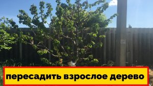 пересадка черешни весной на новое место  || Как правильно пересадить плодовое дерево