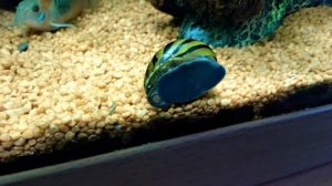 Улитка Неретина Зебра,(Neritina natalensis sp."Zebra")