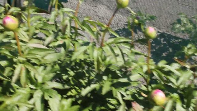 Cytherea early | R2 flowers | Peonies смотреть онлайн