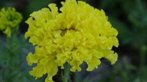 Panasonic Lumix GH4 обзор видеоблоггера // konoden