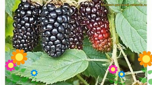 Ежевика гибридная Карака Блэк. Краткий обзор, описание характеристик rubus eubatus Karaka Blek смотреть онлайн
